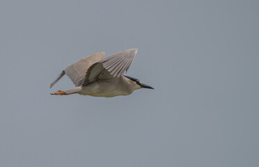 Black-crowned Night Heron in flight over the marsh	
