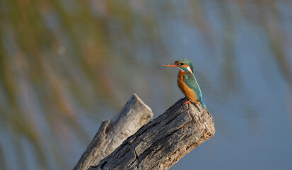 the kingfisher on the branch ready to fish	