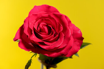 Red tea rose on a yellow background