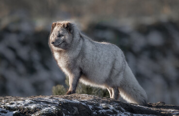 An arctic fox stands proudly and alert on a mound. It is beautifully back lit and shows detail in its fur The background is out of focus with space for text - 712999064