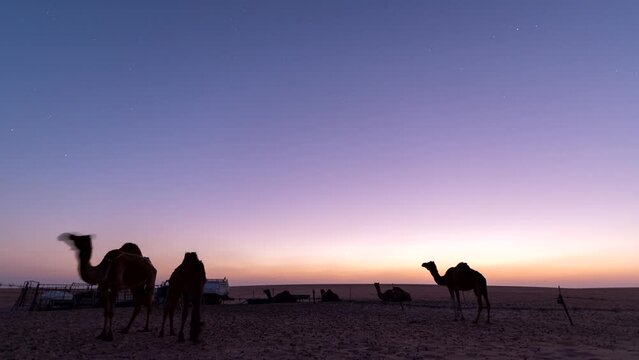 Time lapse sunset of camels in the desert farm.