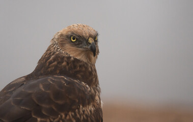 male western marsh harrier portrait	