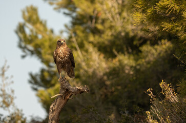 Common buzzard perched on a tree trunk	