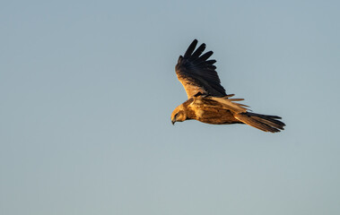 western marsh harrier in flight over the lagoon	