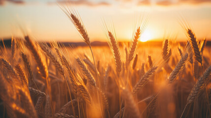 Golden Sunset Over Grains