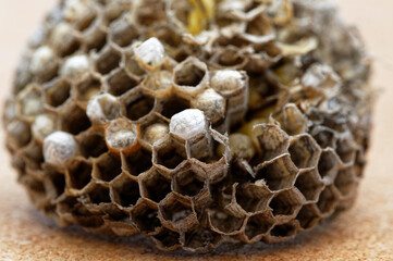 A paper wasp nest that has been broken open showing its hexagonal cells