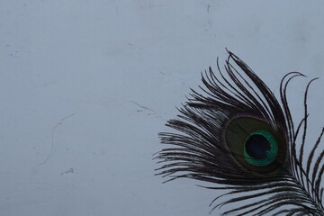 A Closeup shot of Peacock feather on a white isolated wall background, dark