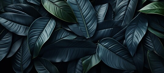 Abstract black tropical leaf textures for dark nature background   flat lay with copy space