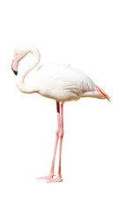 white flamingo isolated