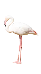 Fotobehang white flamingo isolated © raviwan