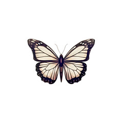 Butterfly insect orange white blue  color