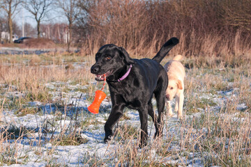 Black Labrador in the snow with an orange toy in her mouth.