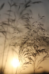 The sun slowly sinks below the horizon, casting its warm golden rays through the Blades of grass in meadow