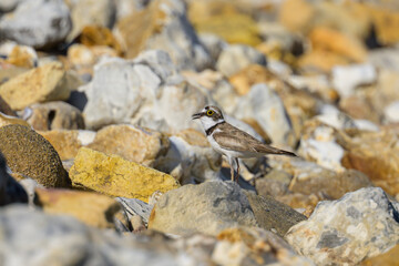A Little Ringed Plover standing on the beach