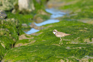 A Little Ringed Plover standing on the beach