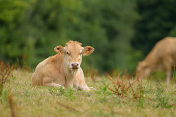 Naklejka na ściany i meble A brown cow resting on a meadow
