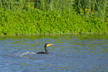 A great cormorant swimming on a pond