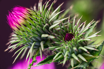 The beauty of the Thistle flower