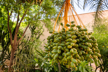 Dates on a phoenix dactylifera commonly known as the date palm. Marrakech or Marrakesh, Morocco.