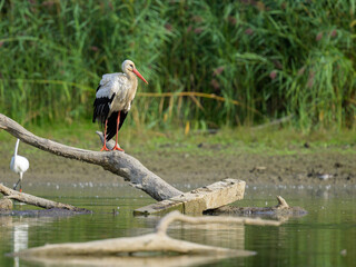 A White Stork standing on a piece of wood