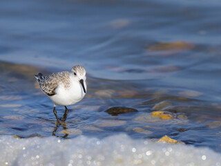 A Sanderling running along the shore of the sea