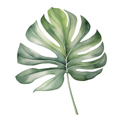 Monstera leaf watercolor, Tropical leaf watercolor illustration clipart isolate on transparent background