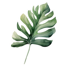 Fototapeta na wymiar Monstera leaf watercolor, Tropical leaf watercolor illustration clipart isolate on transparent background