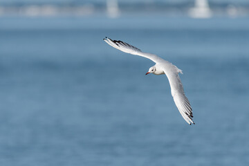 A black headed gull in flight on the beach