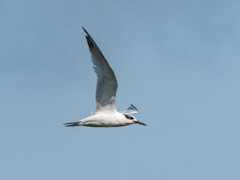 Young sandwich tern in flight blue sky