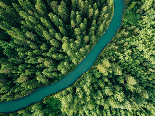 Aerial view of green forest trees and river flowing through the woods - obrazy, fototapety, plakaty