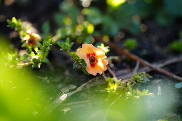 ポテンティラトギー