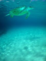 a green turtle swimming in the caribbean sea