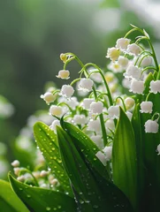 Zelfklevend Fotobehang White lily of the valley flowers. Convallaria majalis forest flowering plant with raindrops. © Lubos Chlubny