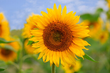 Close up of a beautiful Sunflower, Helianthus annuus growing in field