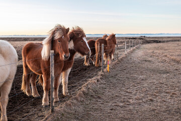 Icelandic horses with an amazing sunlight in winter
