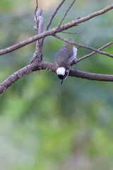 Dynamic Photo of Light-vented Bulbul Ready to Fly