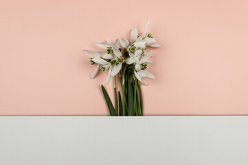 Top view of white snowdrops flowers on pink background. Creative spring flowers flat lay. Copy space.