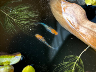 メダカビオトープ