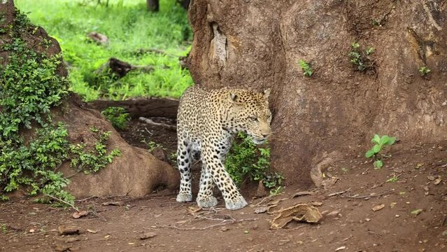 Leopard Jumping Into Tree and Pulling Out Impala Carcass From Hole