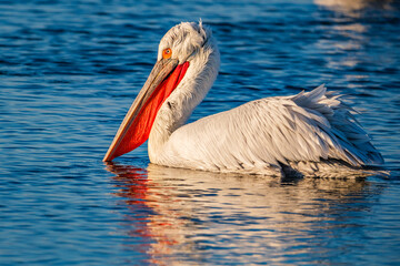in izmir sasalı bird paradise, flamingos, pelicans, egrets, grey herons, sand birds, cormorants are feeding wildly