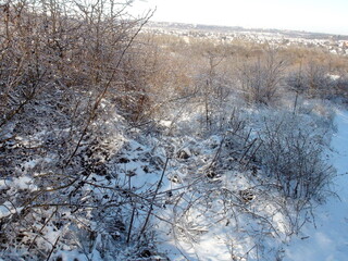 An amazing natural picture of snow-covered bushes in the wilderness of the steppe forest under the rays of a bright frosty January sun.
