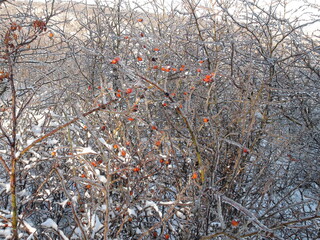 Impenetrable rose bushes in steppe forest strips are decorated with red berries framed by a snow cover.