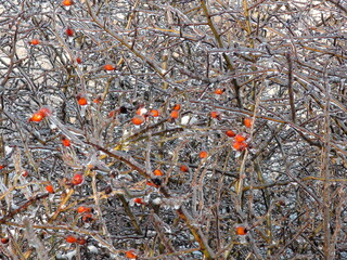 Impenetrable rose bushes in steppe forest strips are decorated with red berries framed by a snow cover.