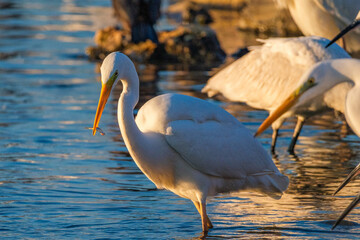 in izmir sasalı bird paradise, flamingos, pelicans, egrets, grey herons, sand birds, cormorants are feeding wildly