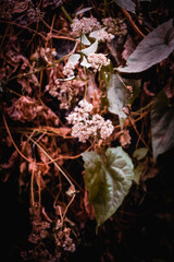 flowers blooming on the bushes