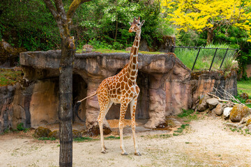 Beautiful Tall Giraffe in the Wildlife Park Zoo