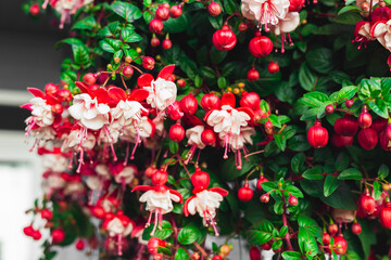 Fuchsia Magellanica Flower Blooming in the Garden