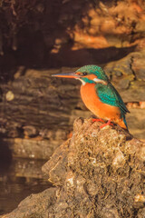 in izmir sasalı bird paradise, flamingos, pelicans, egrets, grey herons, sand birds, cormorants are feeding wildly
