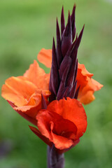 Flor atrevida