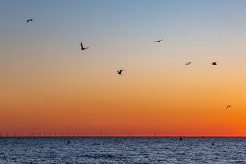 Seagulls in flight over the ocean at sunset, at Brighton in Sussex